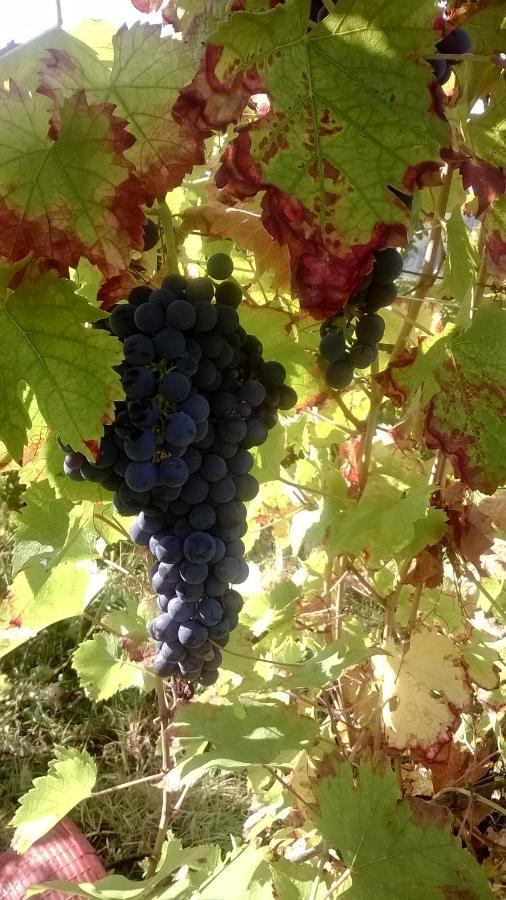 Pietra dei Giorgi Gli Acini Bed & Breakfast エクステリア 写真